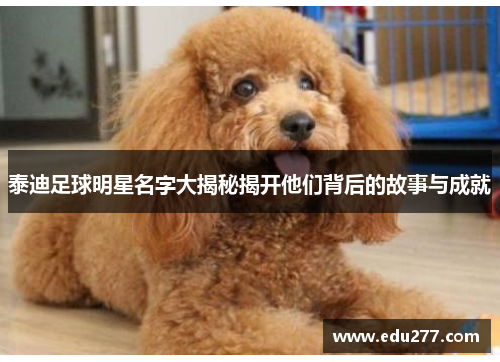 泰迪足球明星名字大揭秘揭开他们背后的故事与成就